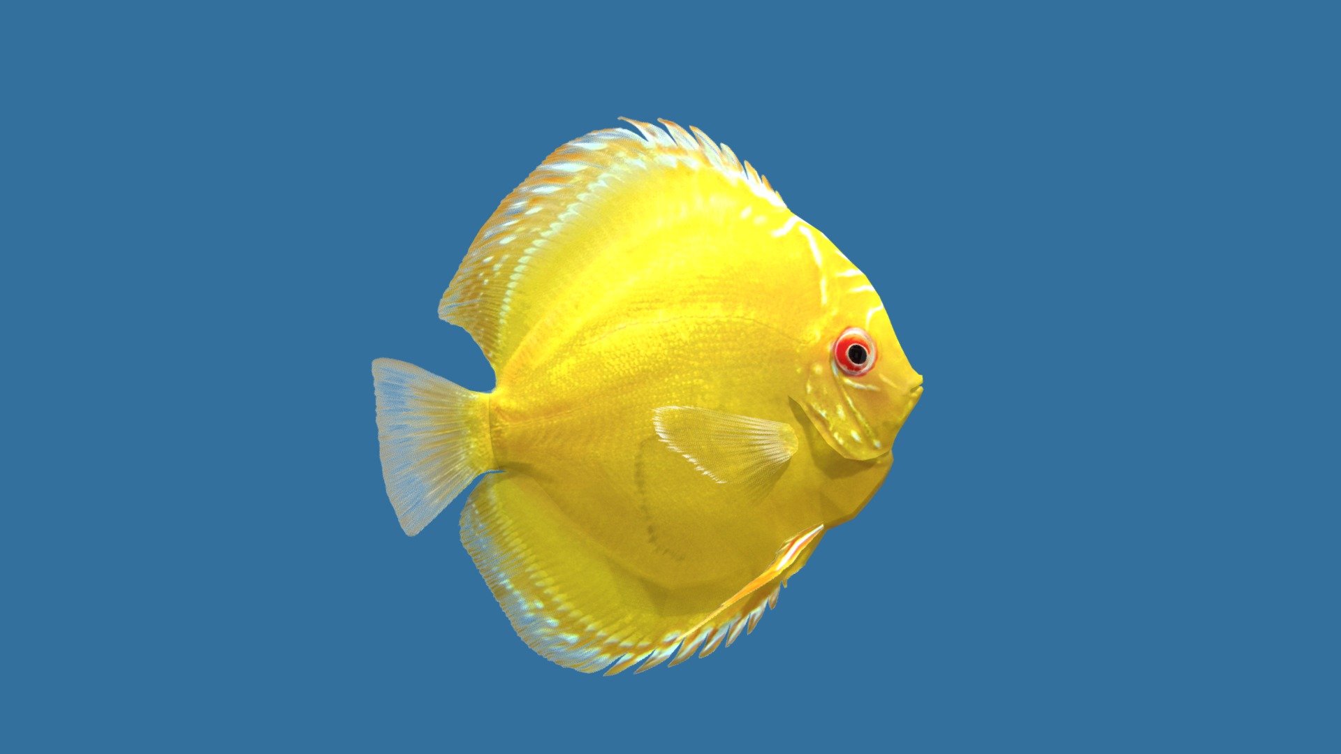 Discus Albino Millennium Gold 3d model