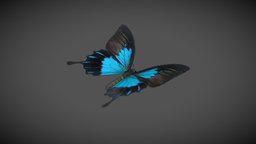 Ulysses Butterfly