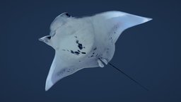 Giant Manta Ray