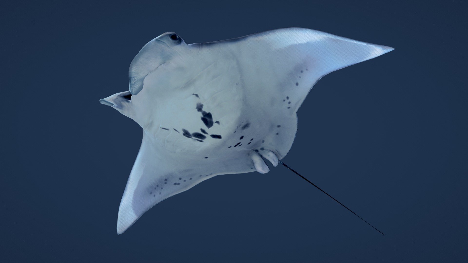 Giant Manta Ray 3d model