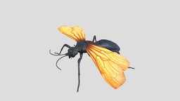 Tarantula Hawk