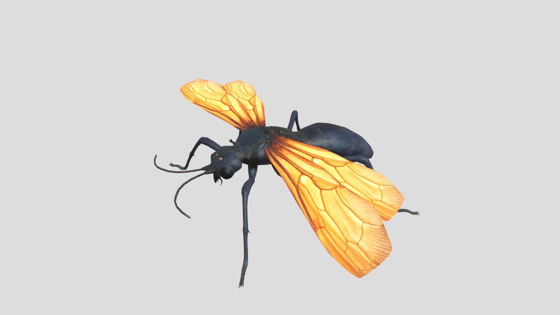 Tarantula Hawk 3d model