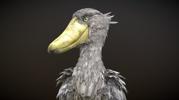 Shoebill