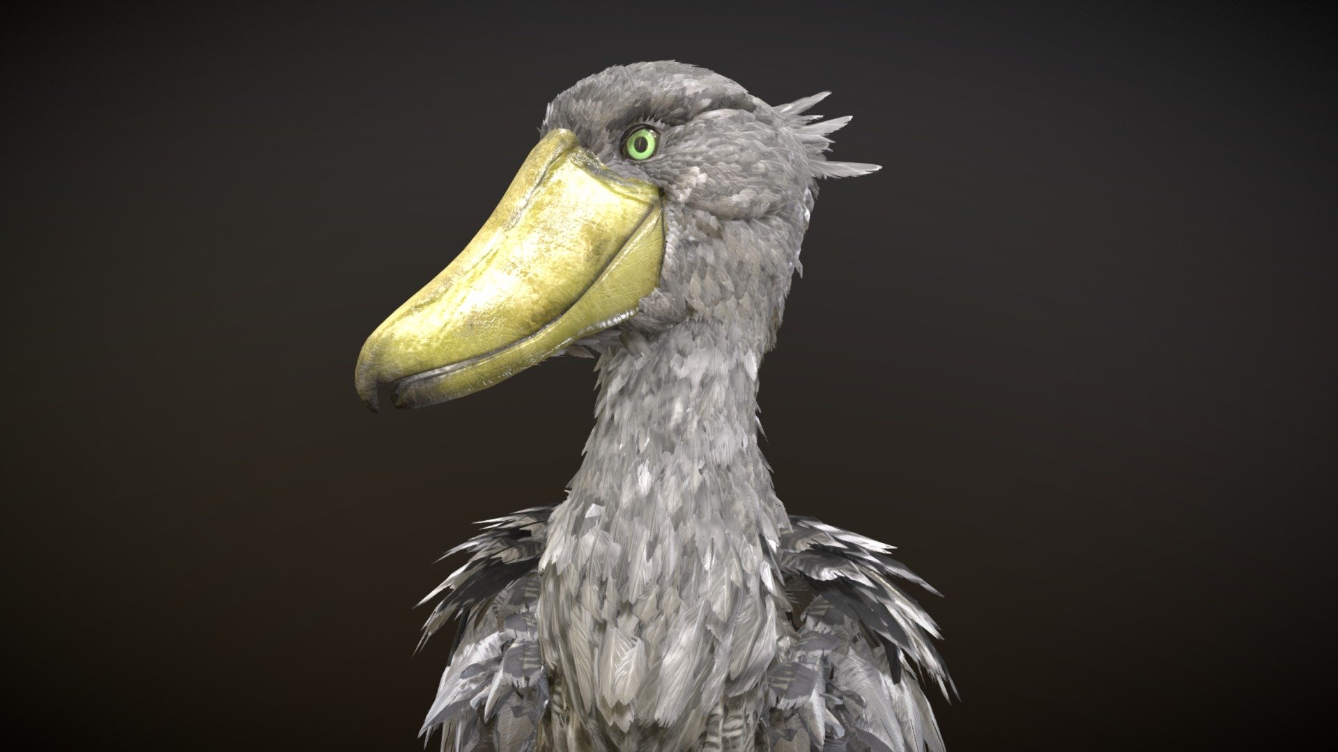 Shoebill 3d model