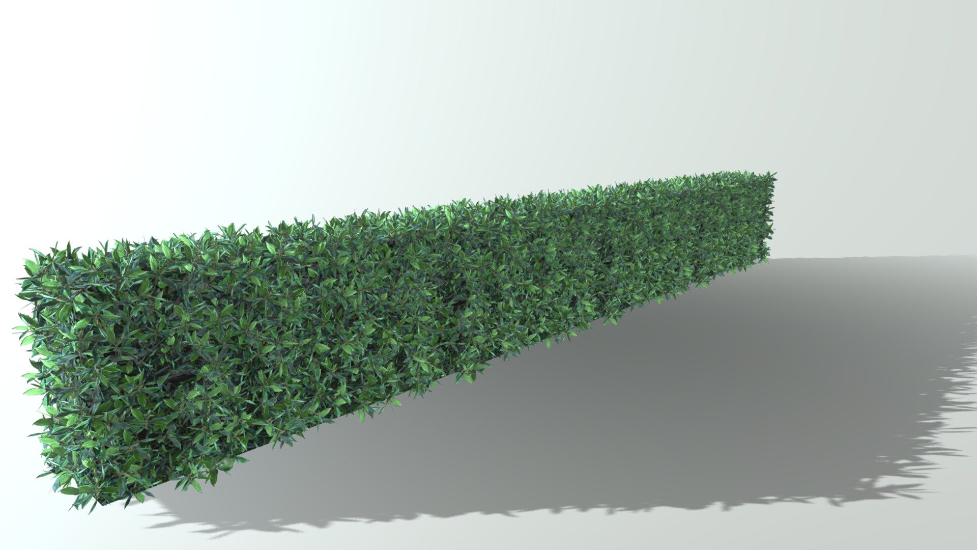 Hedge transparent leaf test 3d model