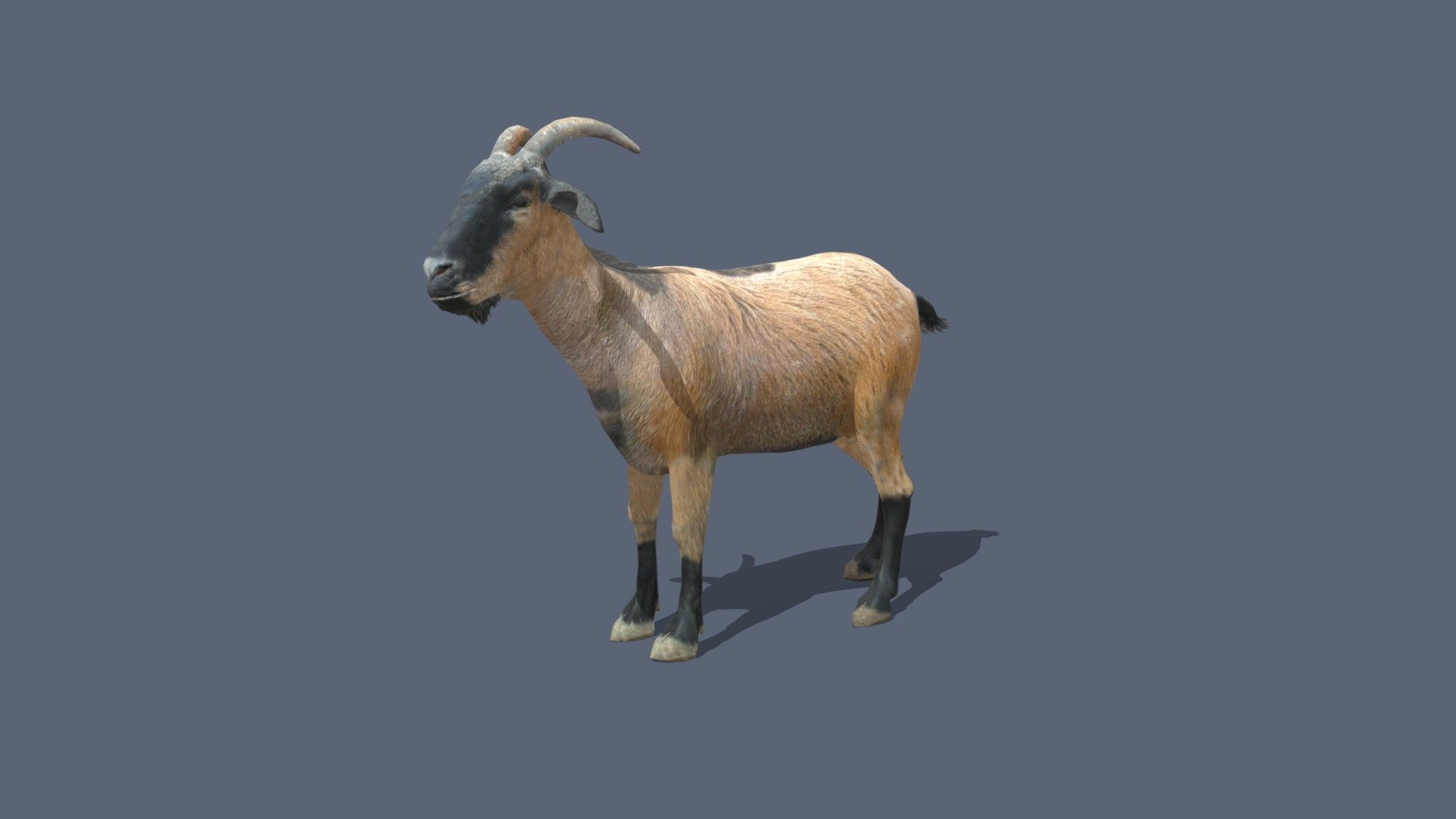 Goat 3d model