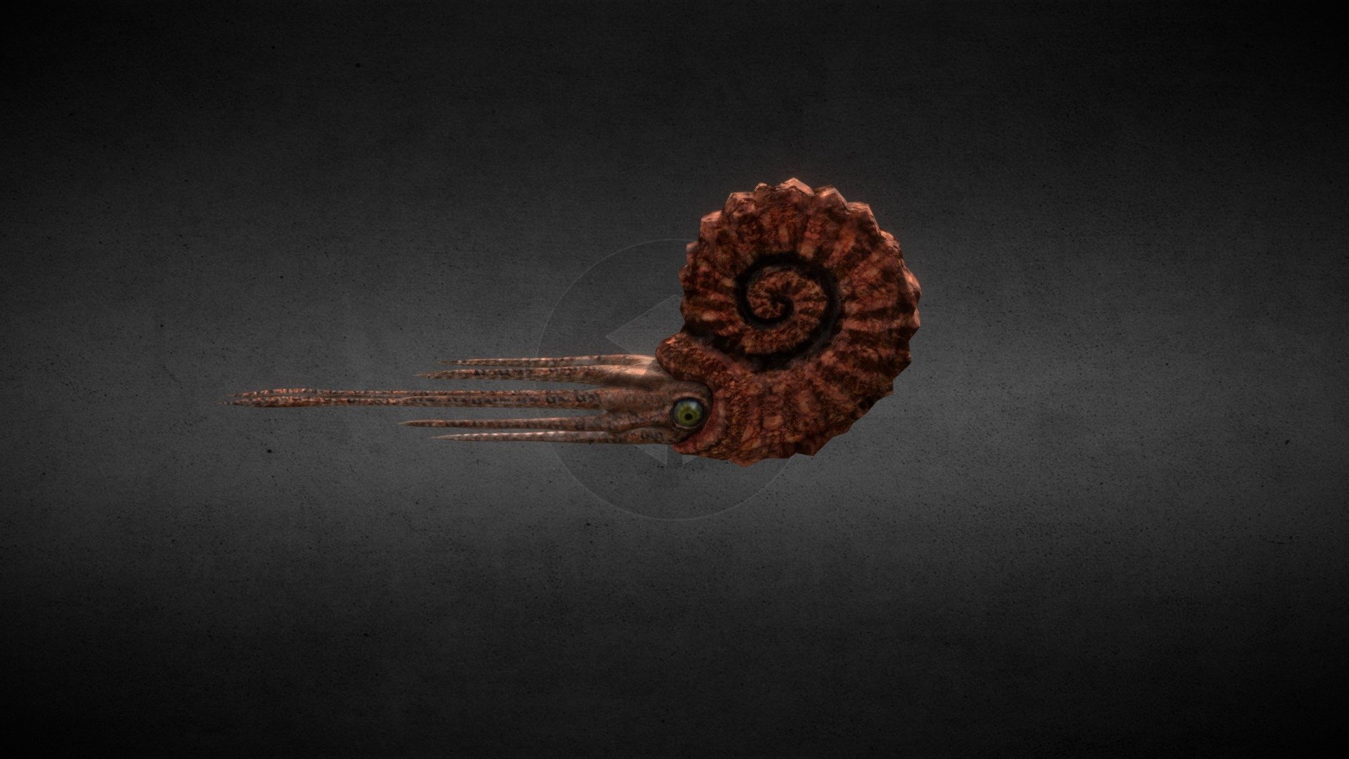 Ammonite 3d model