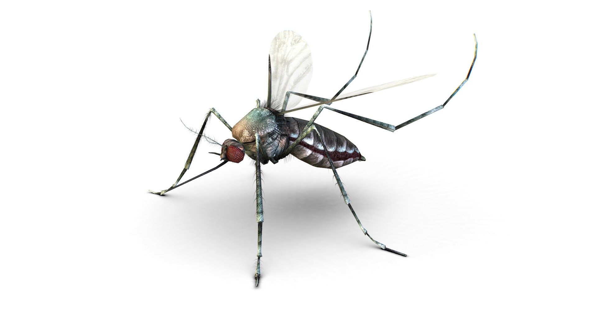 LowPoly Big Realistic Mosquito 3d model