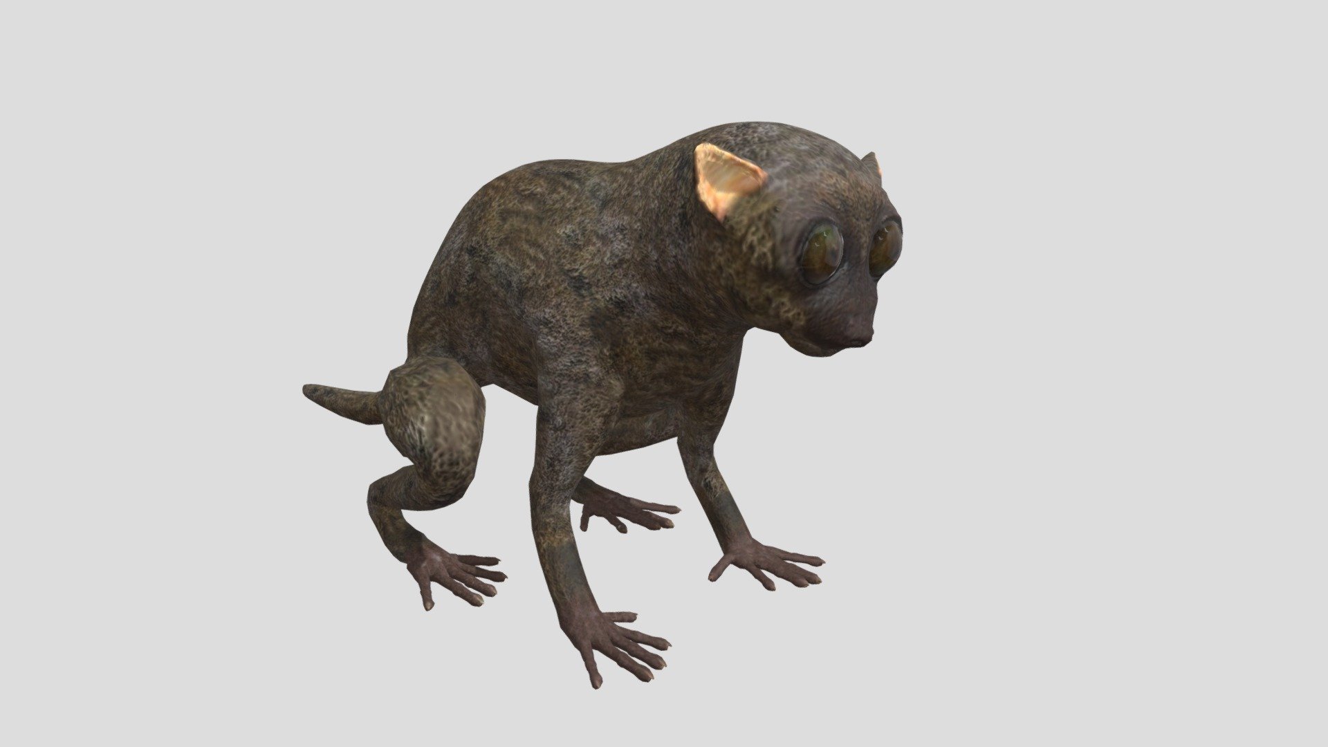 Tarsier 3d model