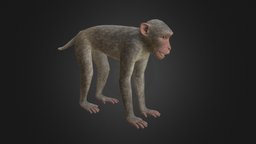 Rhesus Macaque Monkey