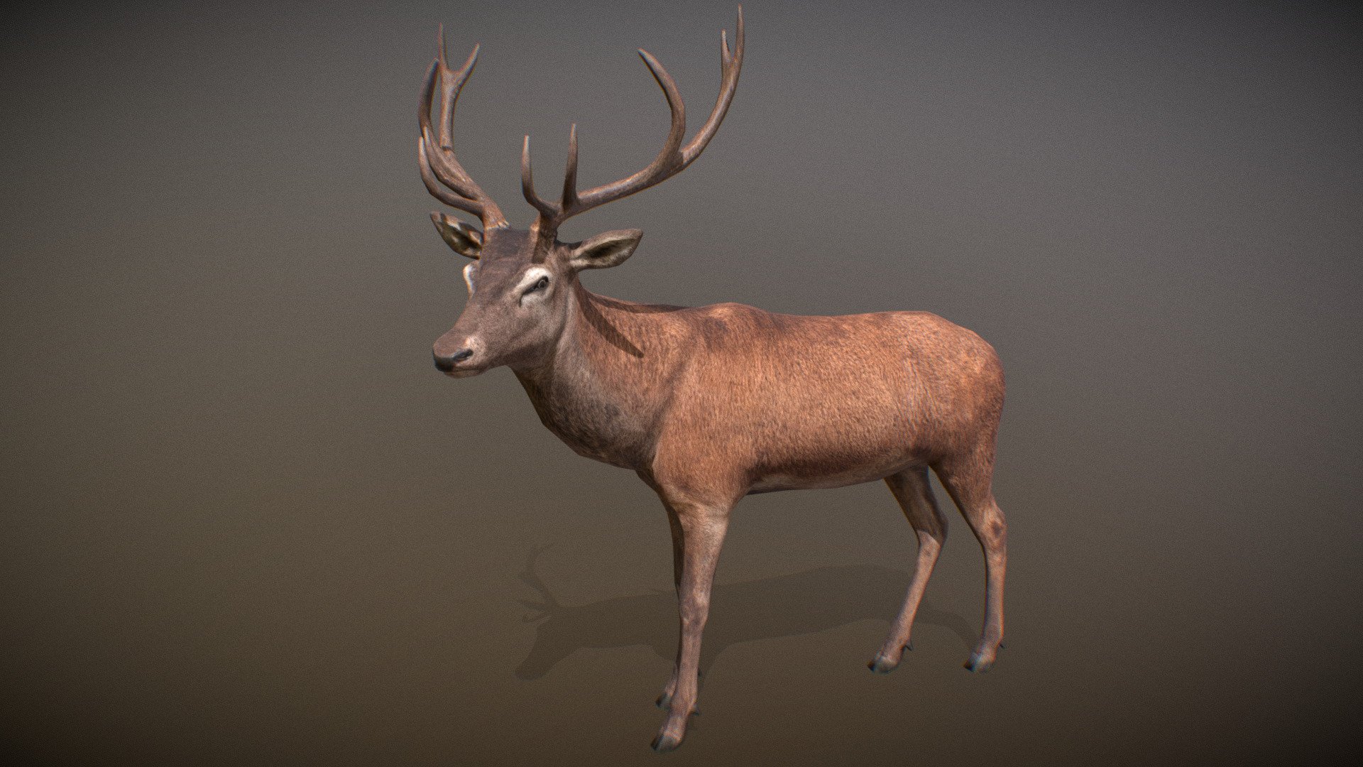 Animalia 3d model