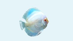 Discus Albino Snakeskin