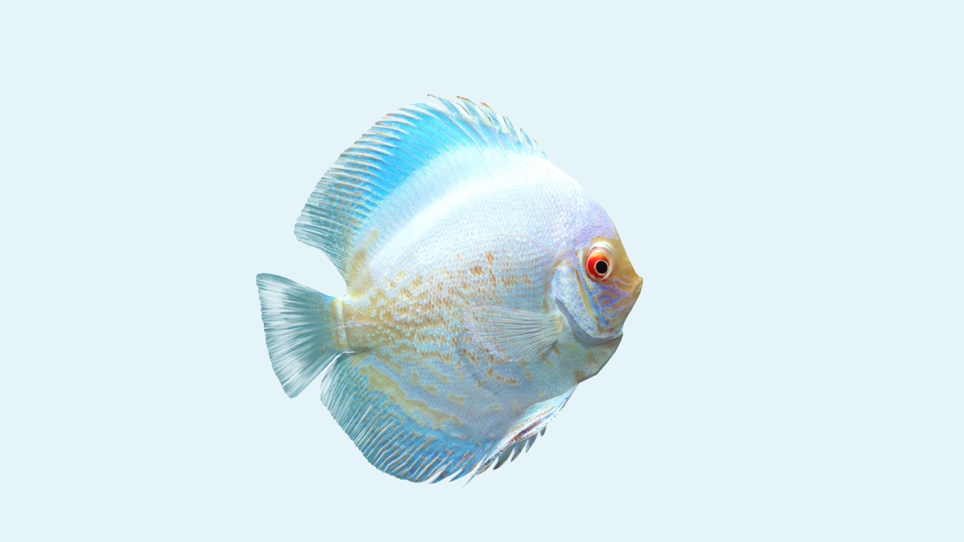 Discus Albino Snakeskin 3d model