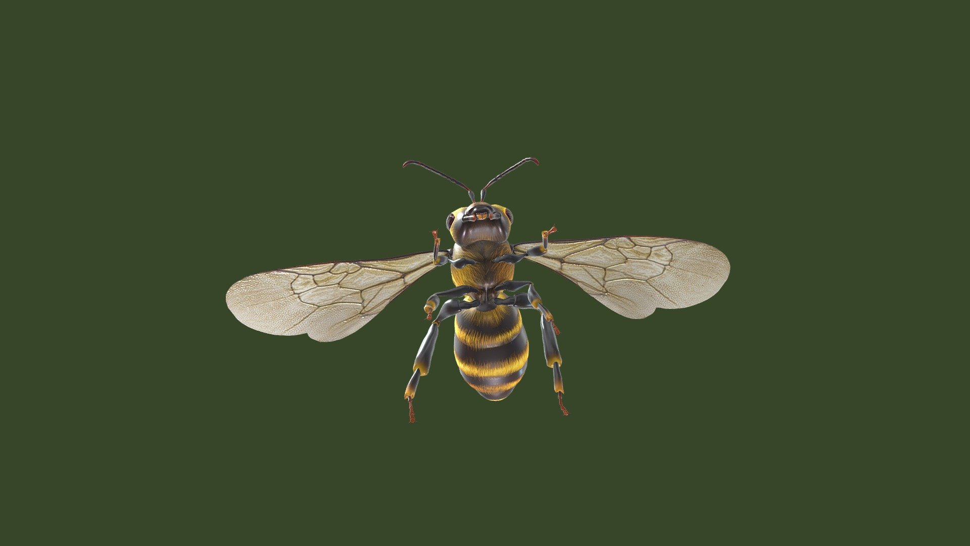 Animated Bee Flying Landing Loop 3d model