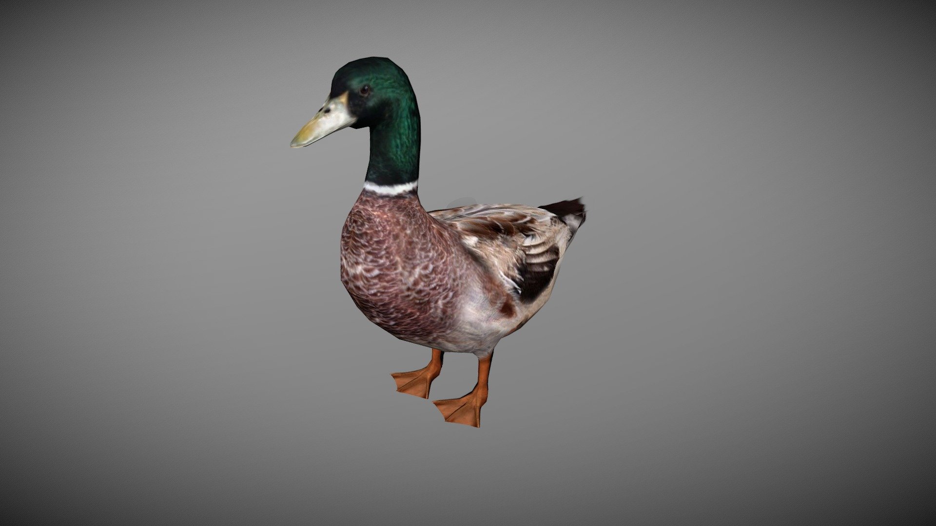 DUCK MALE ANIMATED 3d model