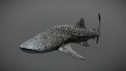 Whale Shark