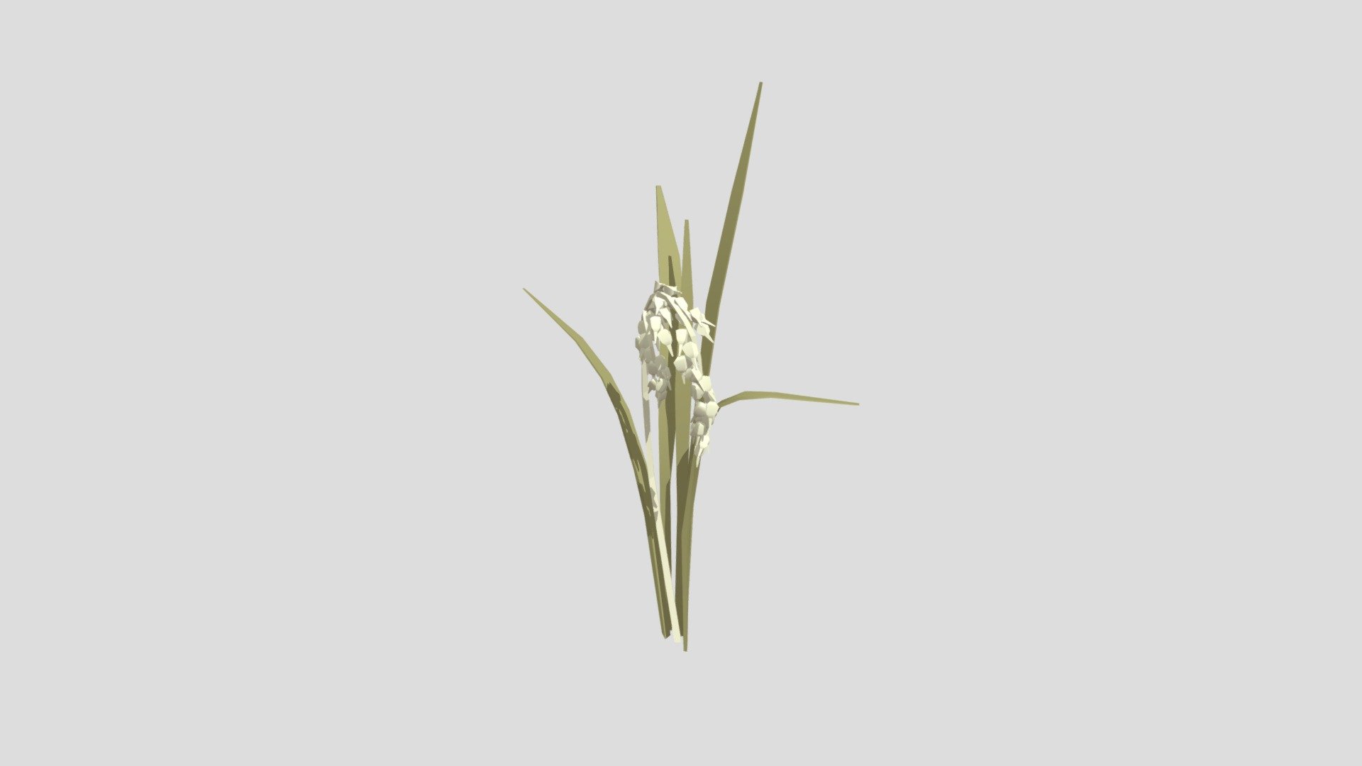 Rice Plant 3d model