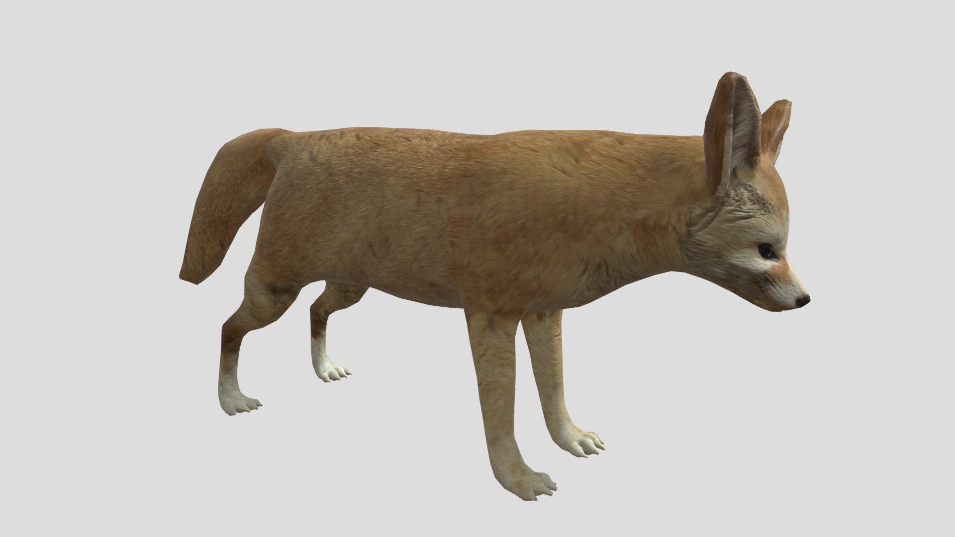 Fennec Fox 3d model