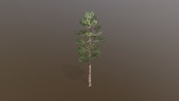 Pine Tree