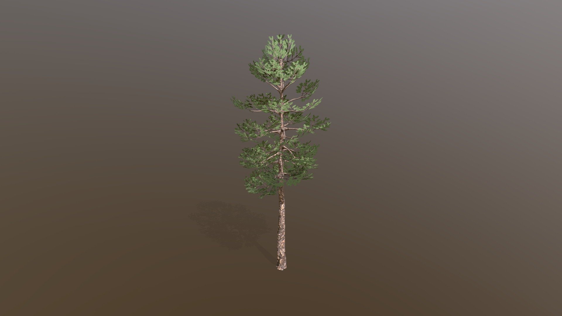 Pine Tree 3d model