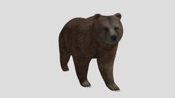 bear