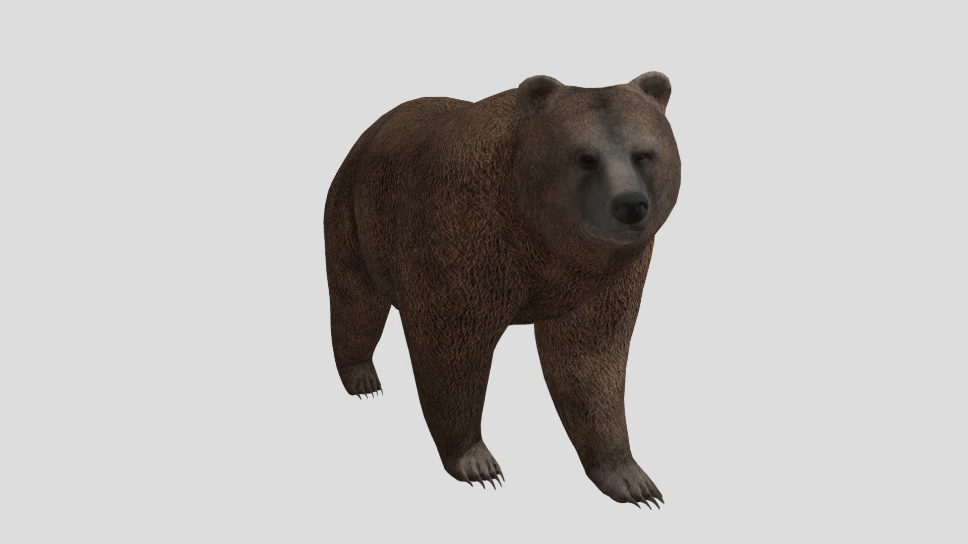 bear 3d model