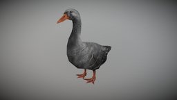 DUCK GRAY ANIMATED