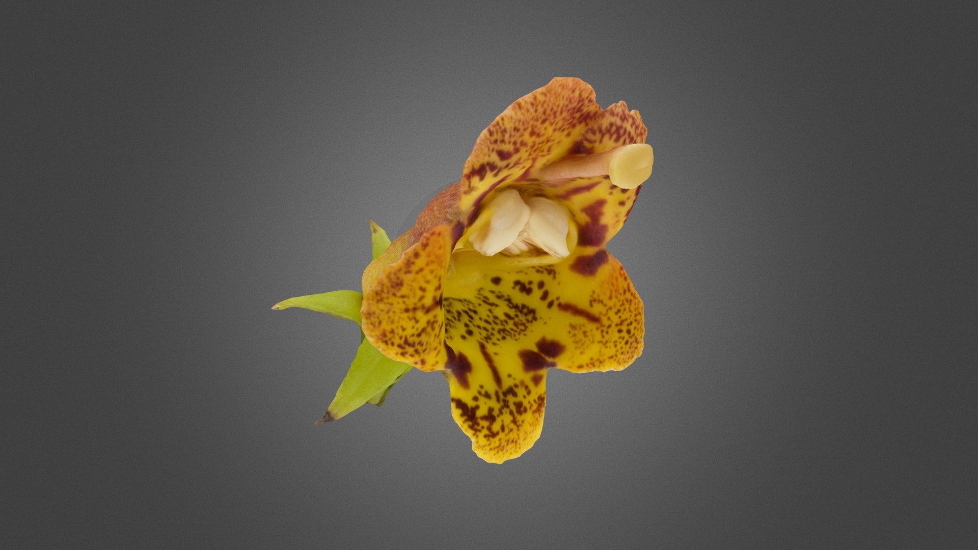 Rhytidophyllum auriculatum x R. vernicosum 3d model