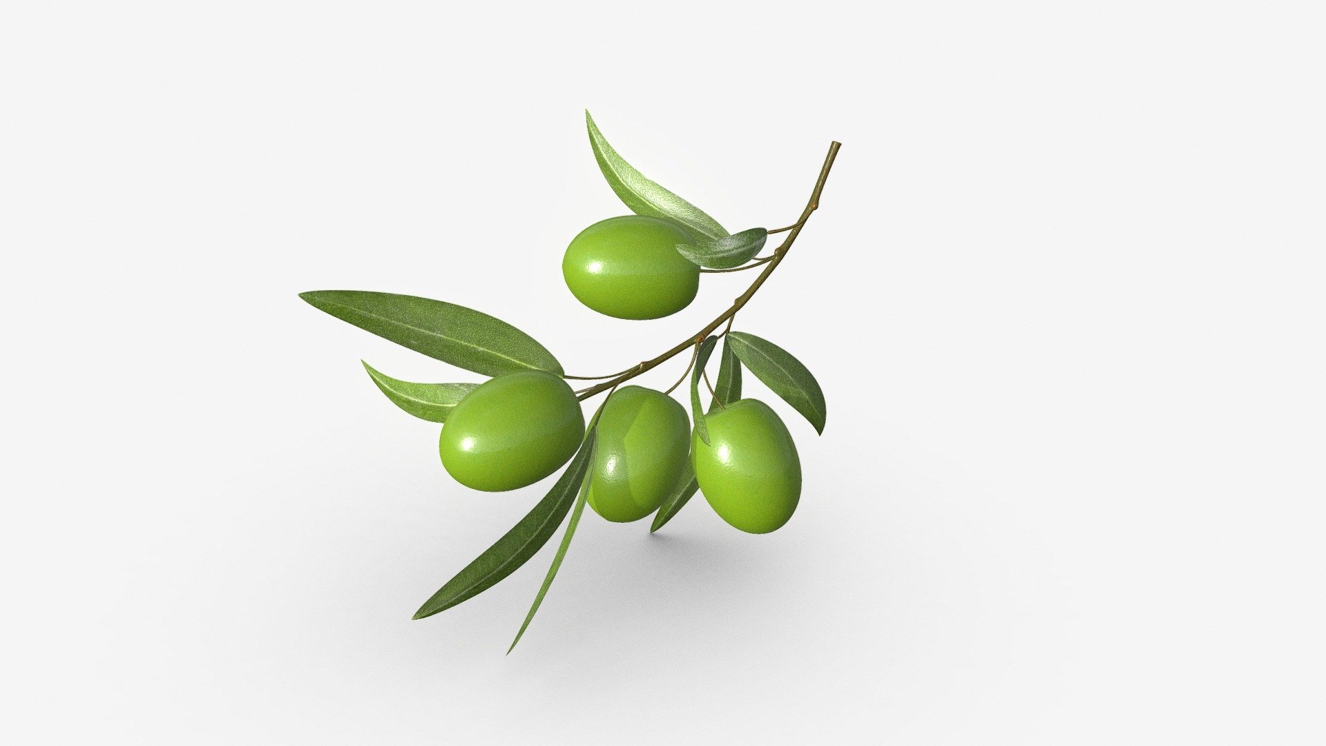 olive branch 3d model