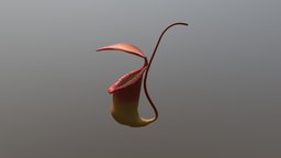 Carnivorous plant