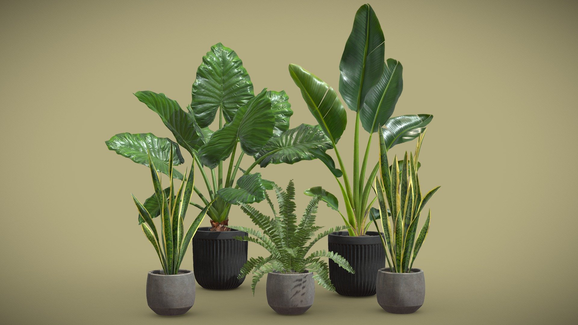 Indoor Plants Pack 46 3d model