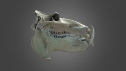 Hippopotamus amphibius, skull & mandible