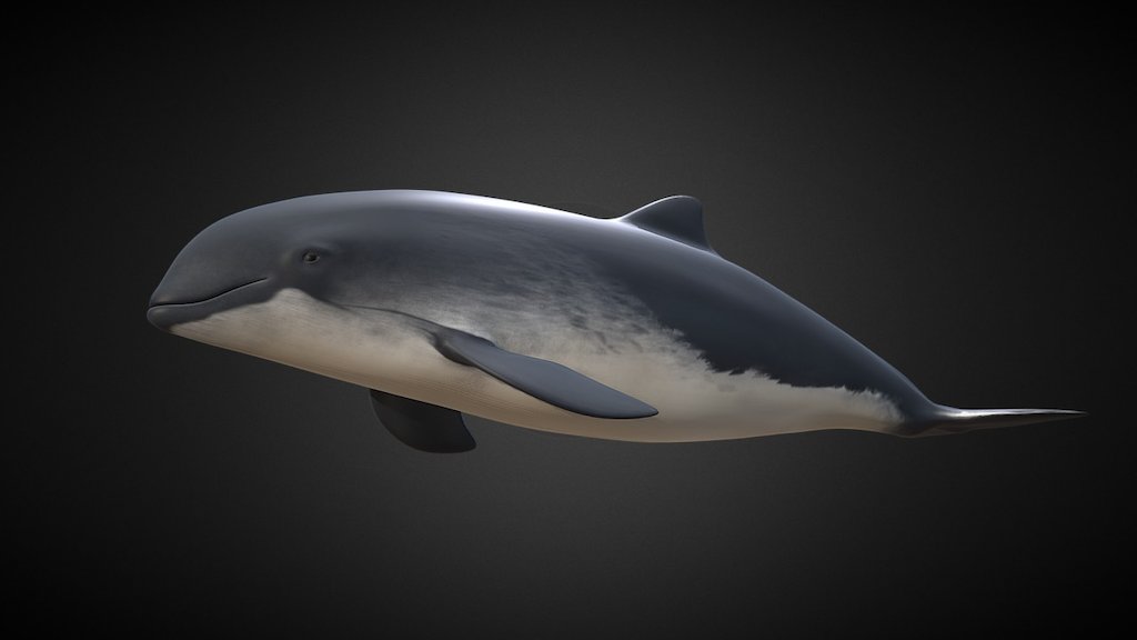 Nise (Phocoena Phocoena) 3d model