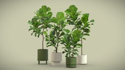 Ficus Lyrata Fiddle leaf Fig