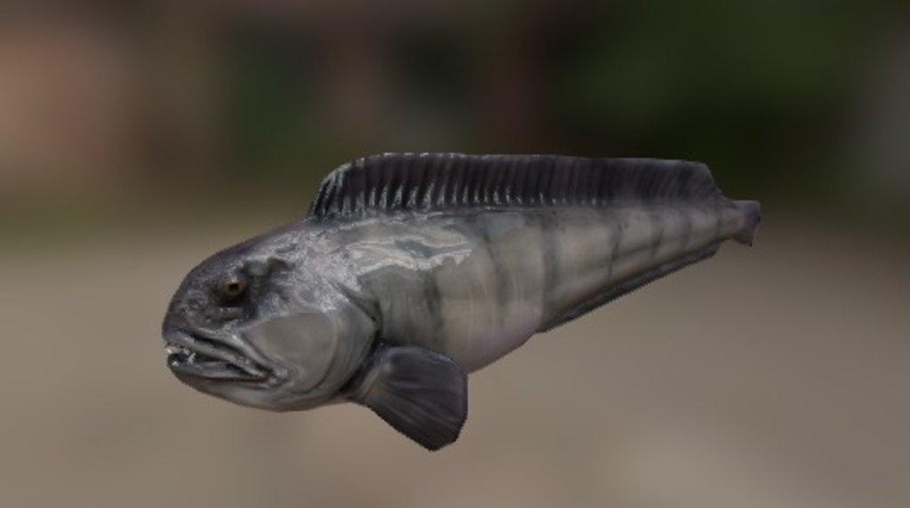 Atlantic Wolfish 3d model