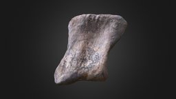 Edmontosaurus Toe Bone