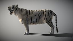 White Tiger