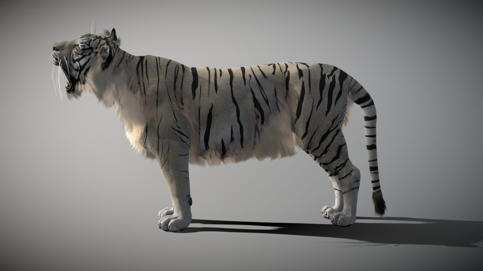 White Tiger 3d model