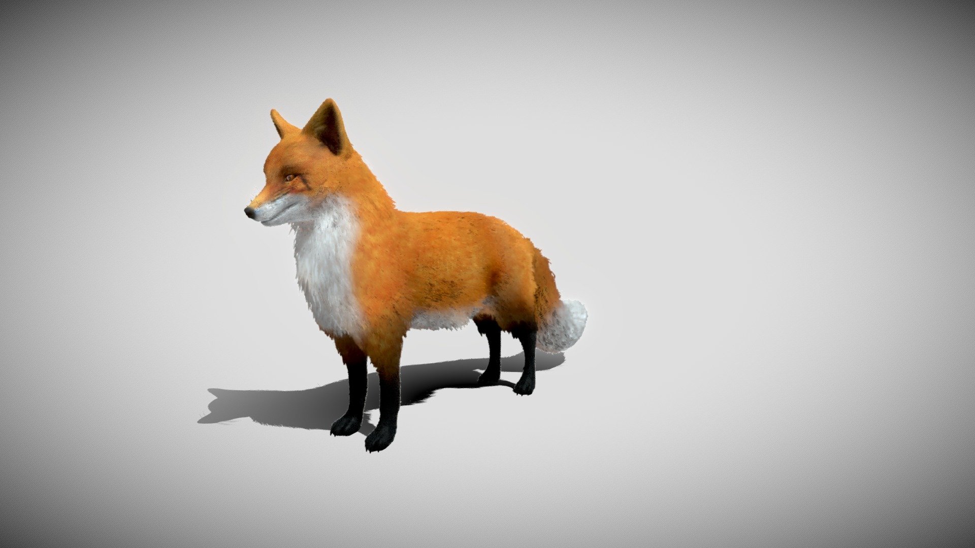 Red Fox 3d model