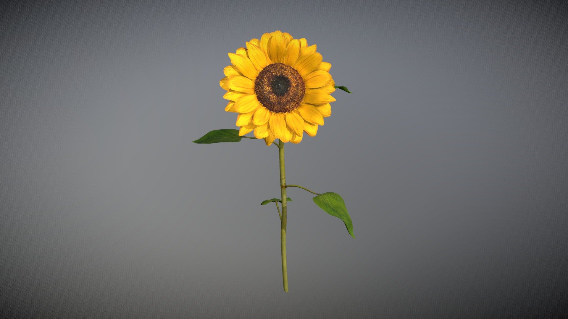 Sunflower 3d model