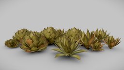 Agave