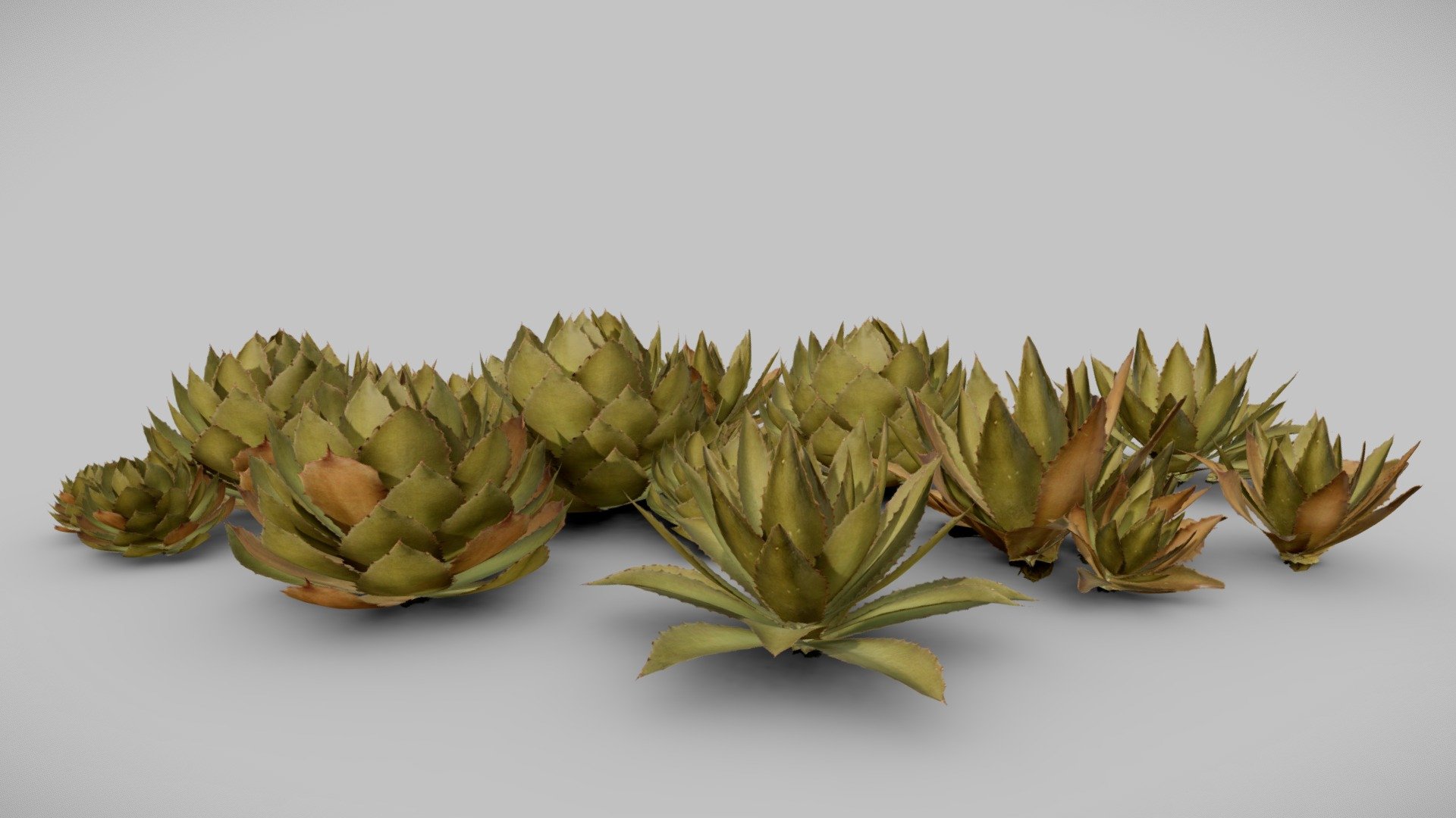 Agave 3d model