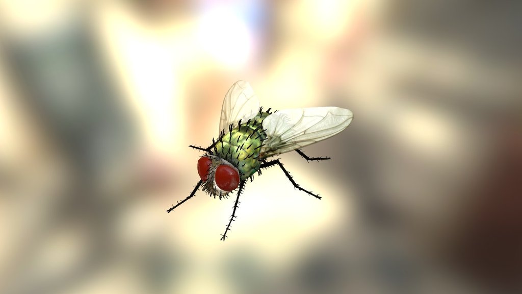 House Fly 3d model