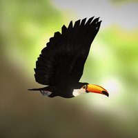 Toucan