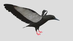 Black Guillemot