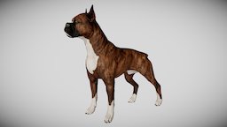 Boxer Dog