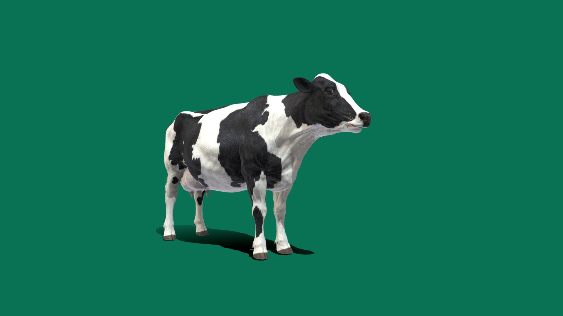 Dairy Milk Cow (Game Ready) 3d model