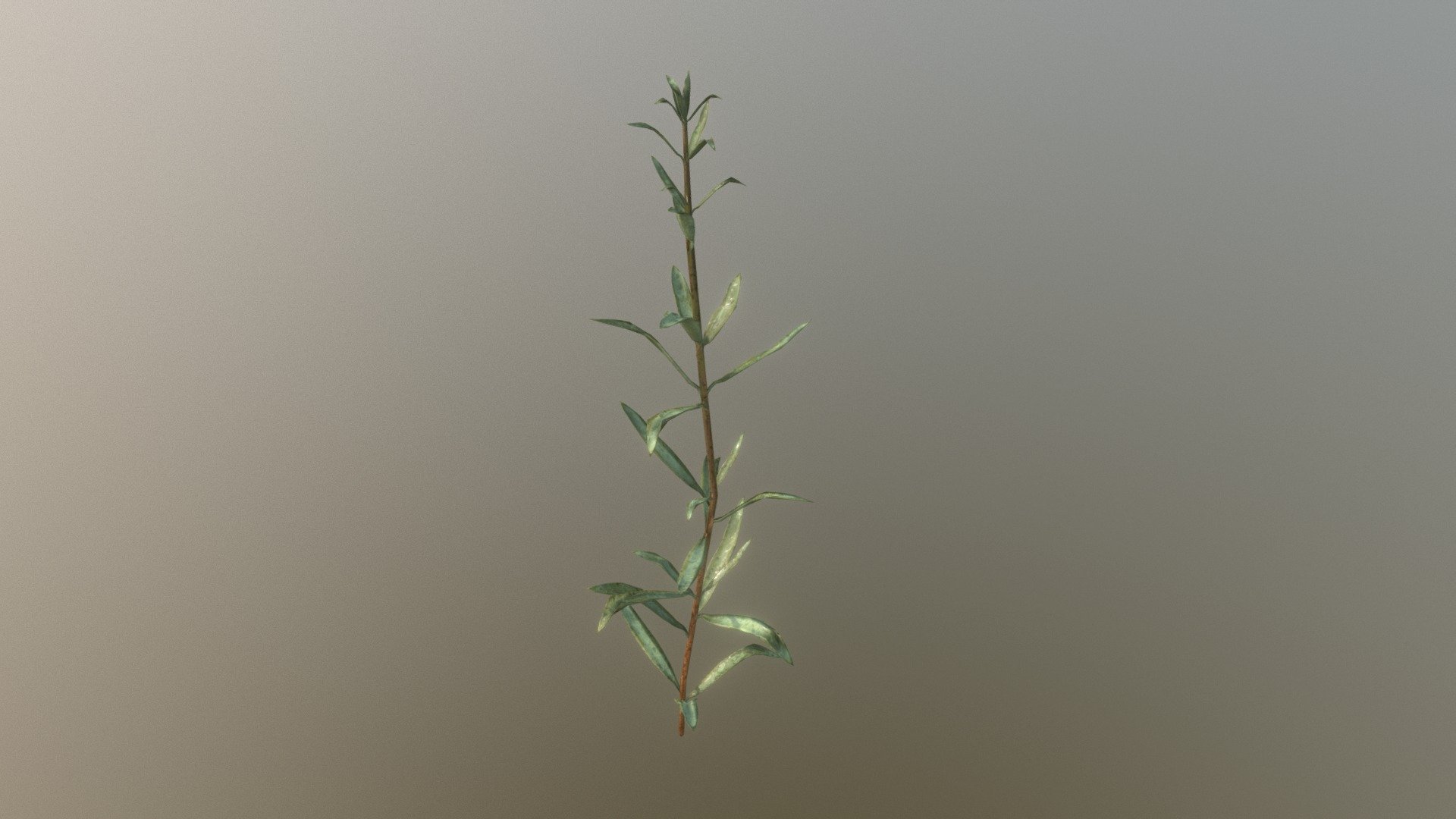 Rosemary 3d model