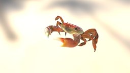 Crab