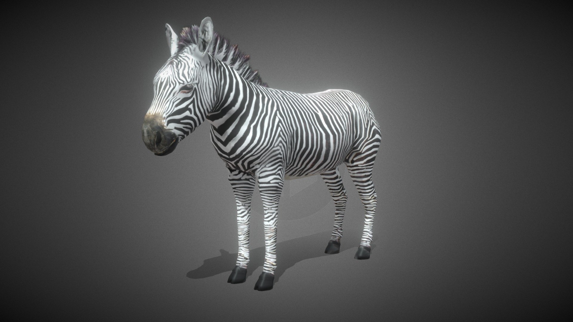 Lowpoly Zebra Animated for VR AR Games 3d model